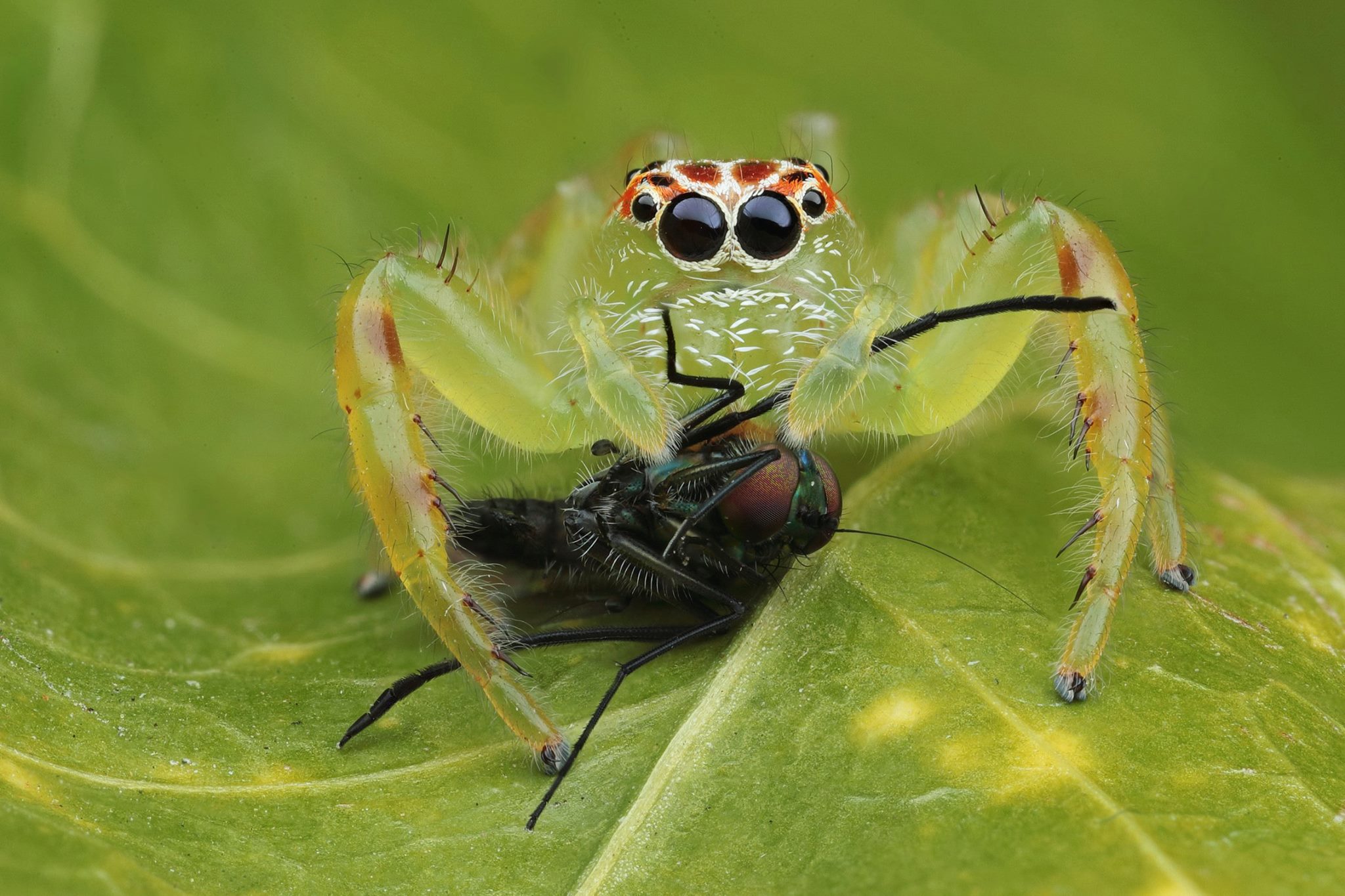 diet of jumping spiders