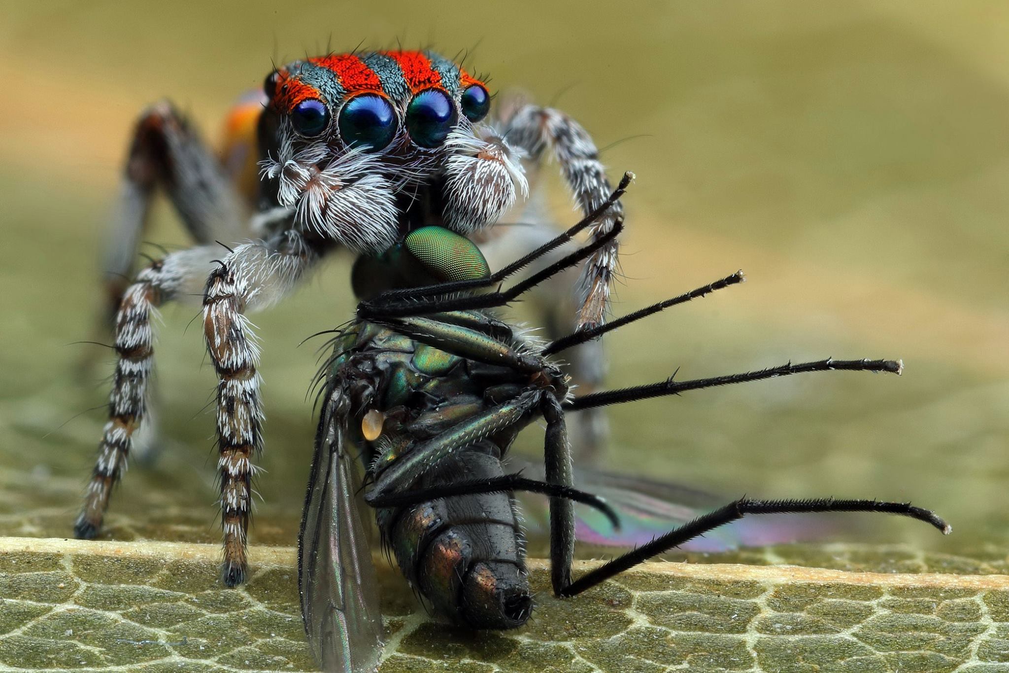 diet of jumping spiders