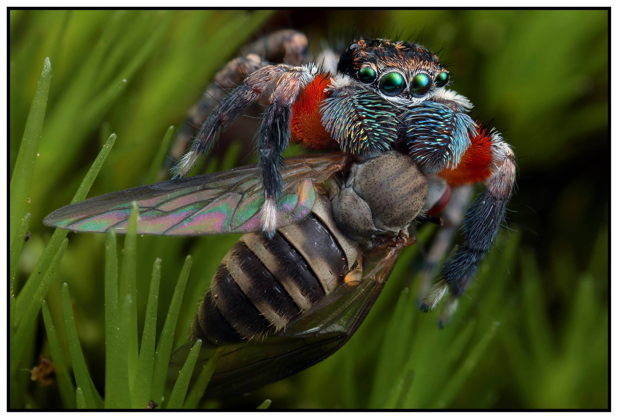 diet of jumping spiders