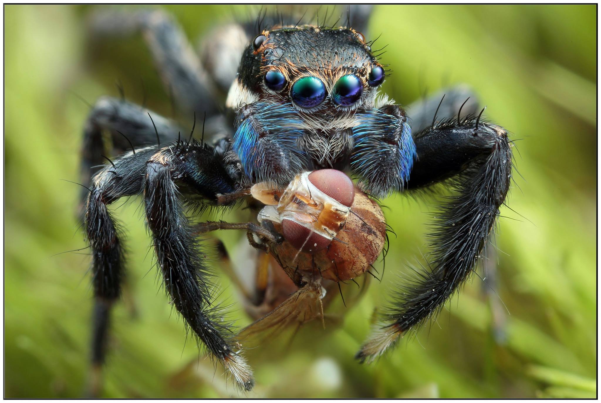 diet of jumping spiders