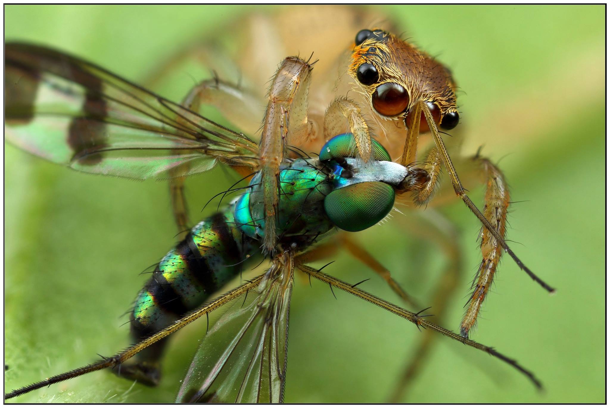 diet of jumping spiders