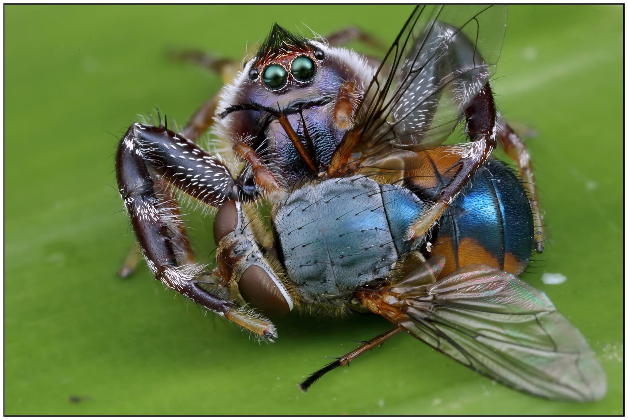 diet of jumping spiders