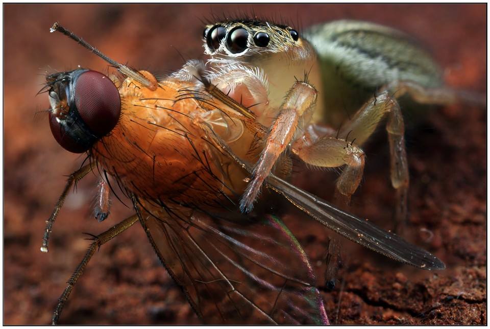 diet of jumping spiders