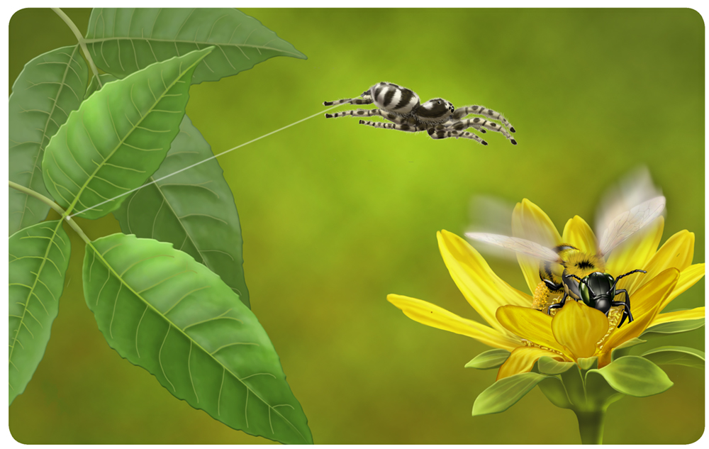 hunting of jumping spiders