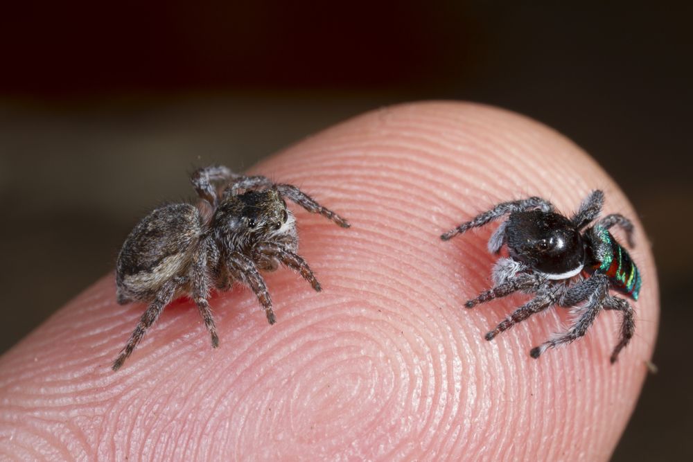 size of jumping spiders