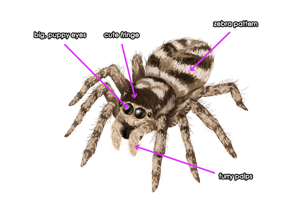 hunting of jumping spiders