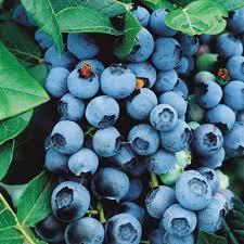 american blueberry