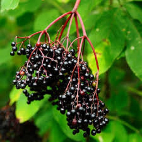 black elderberry