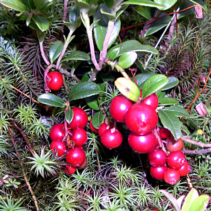 lingonberry