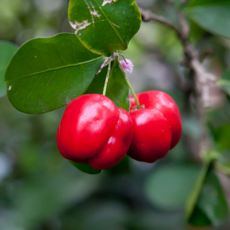 acerola