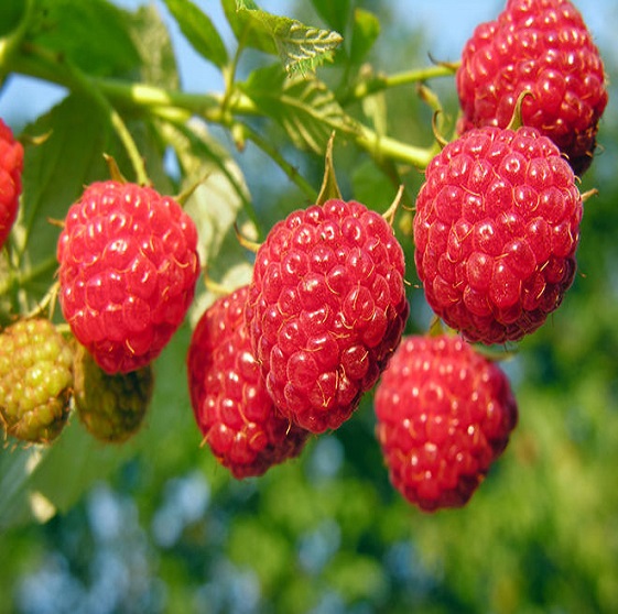 raspberry