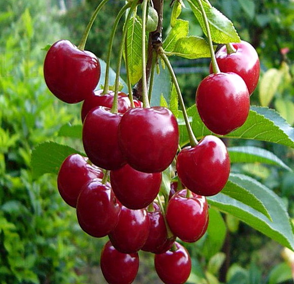 sour cherry