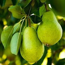 pear